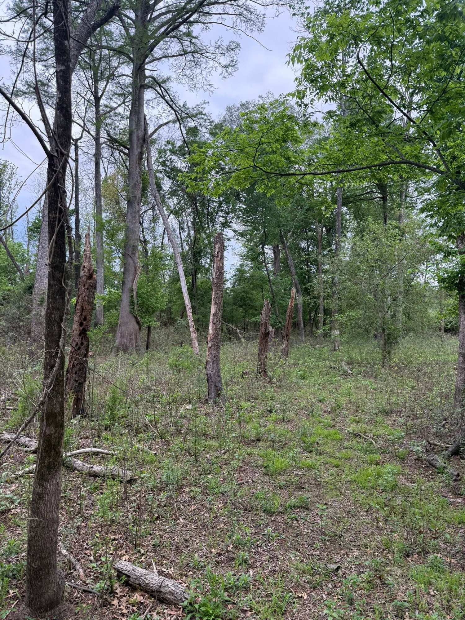 Dense wooded understory before clearing