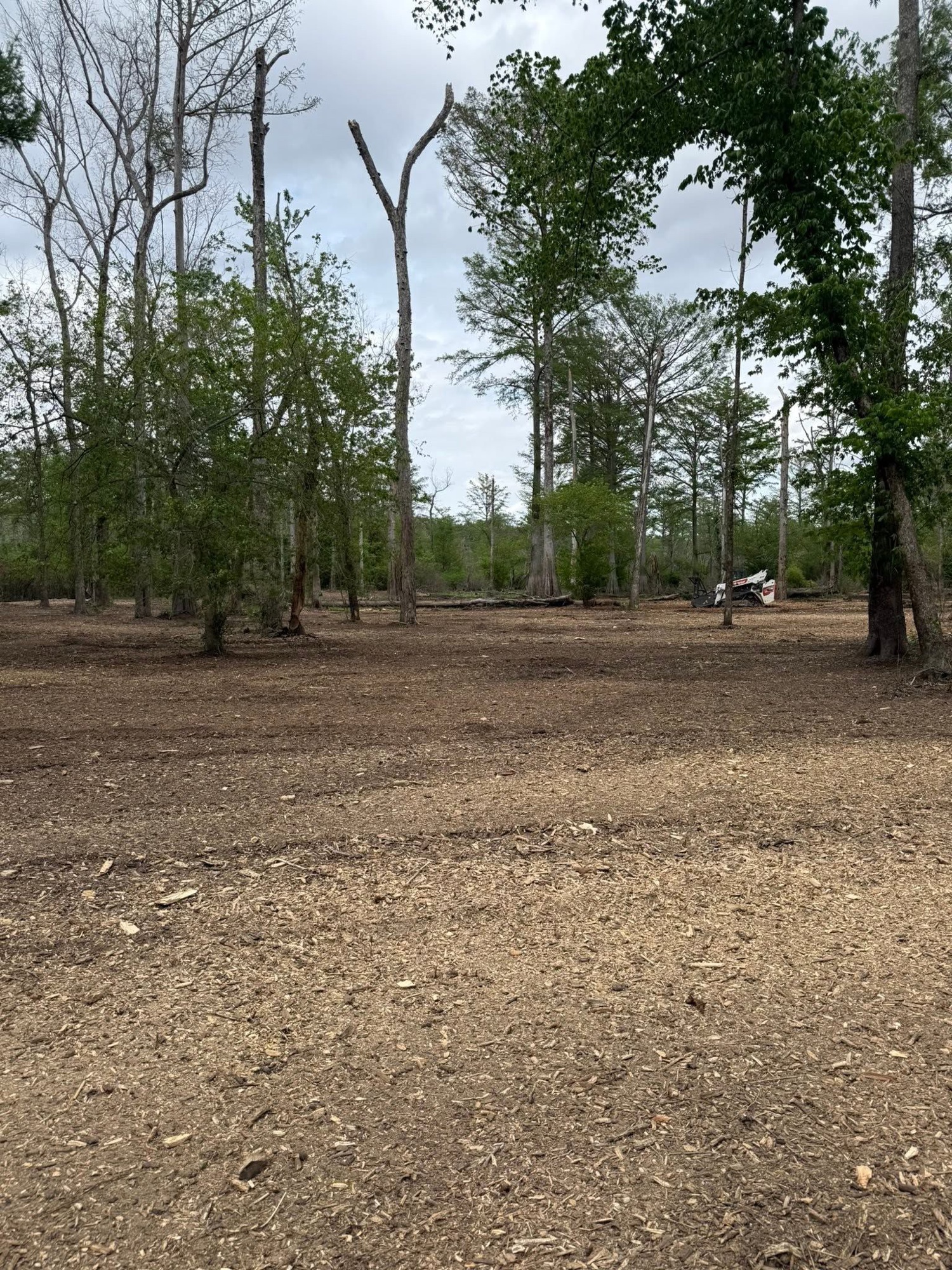 Same tree line after clearing, Bobcat on site