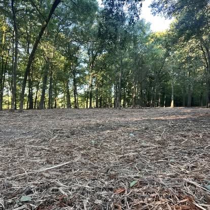 Mulched lot with underbrush cleared and mature trees left standing