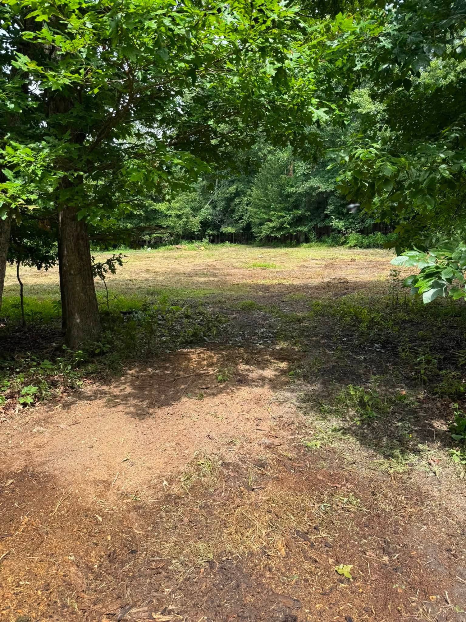 Overgrown tree line cleared and mulched open