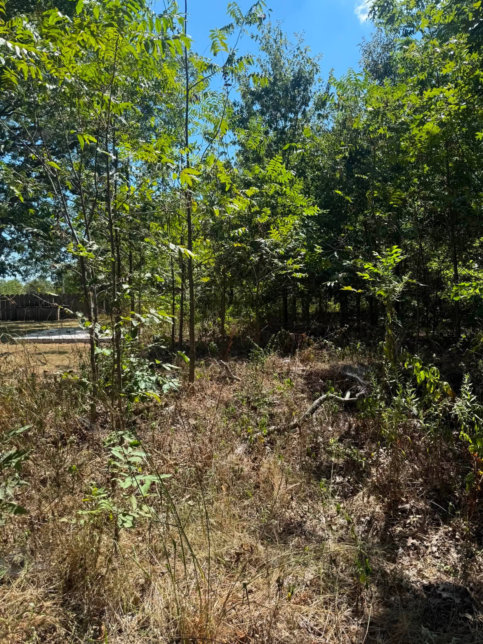 Overgrown residential backyard before lot clearing