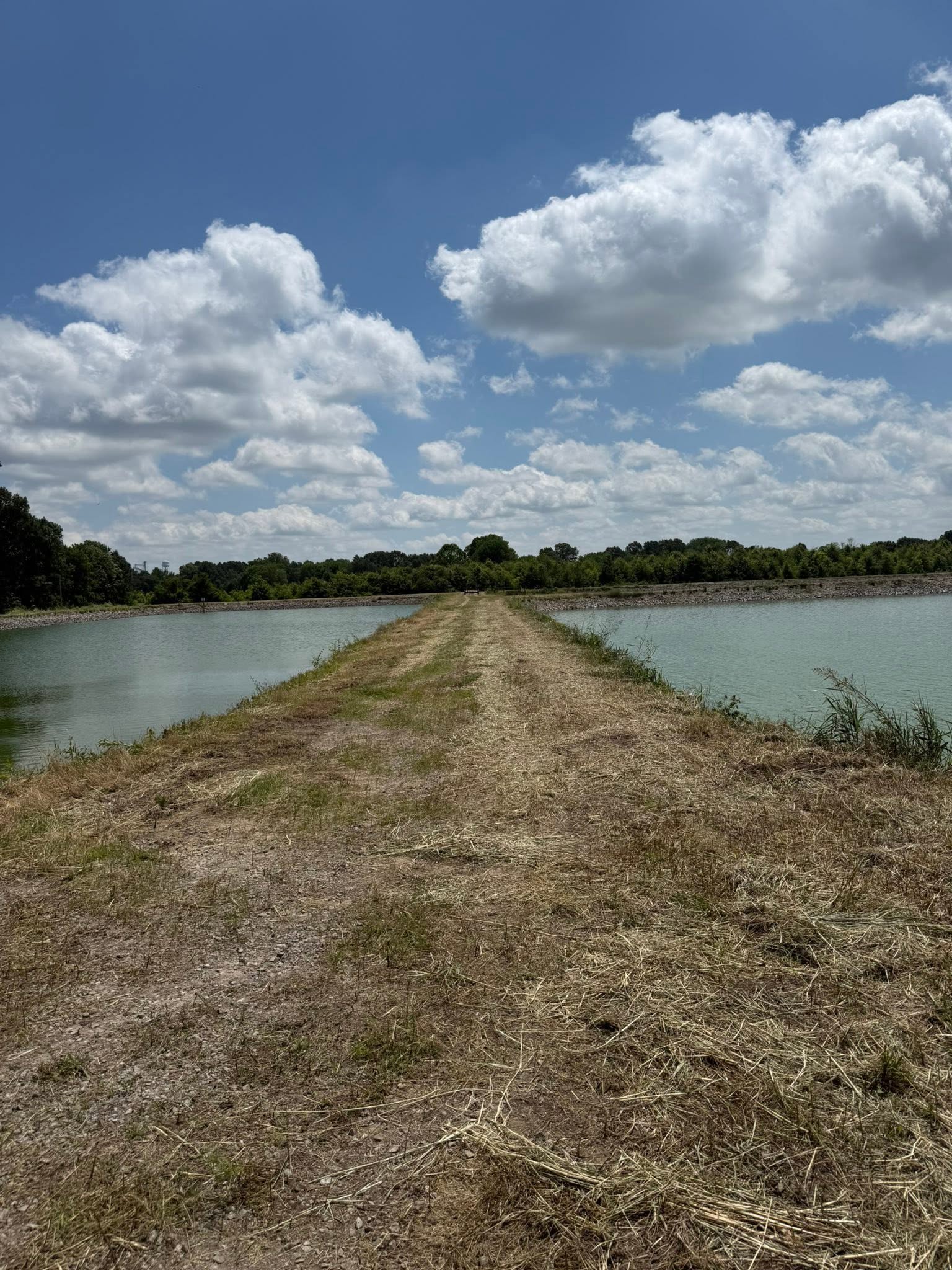 Mowed levee path between ponds after bush hogging
