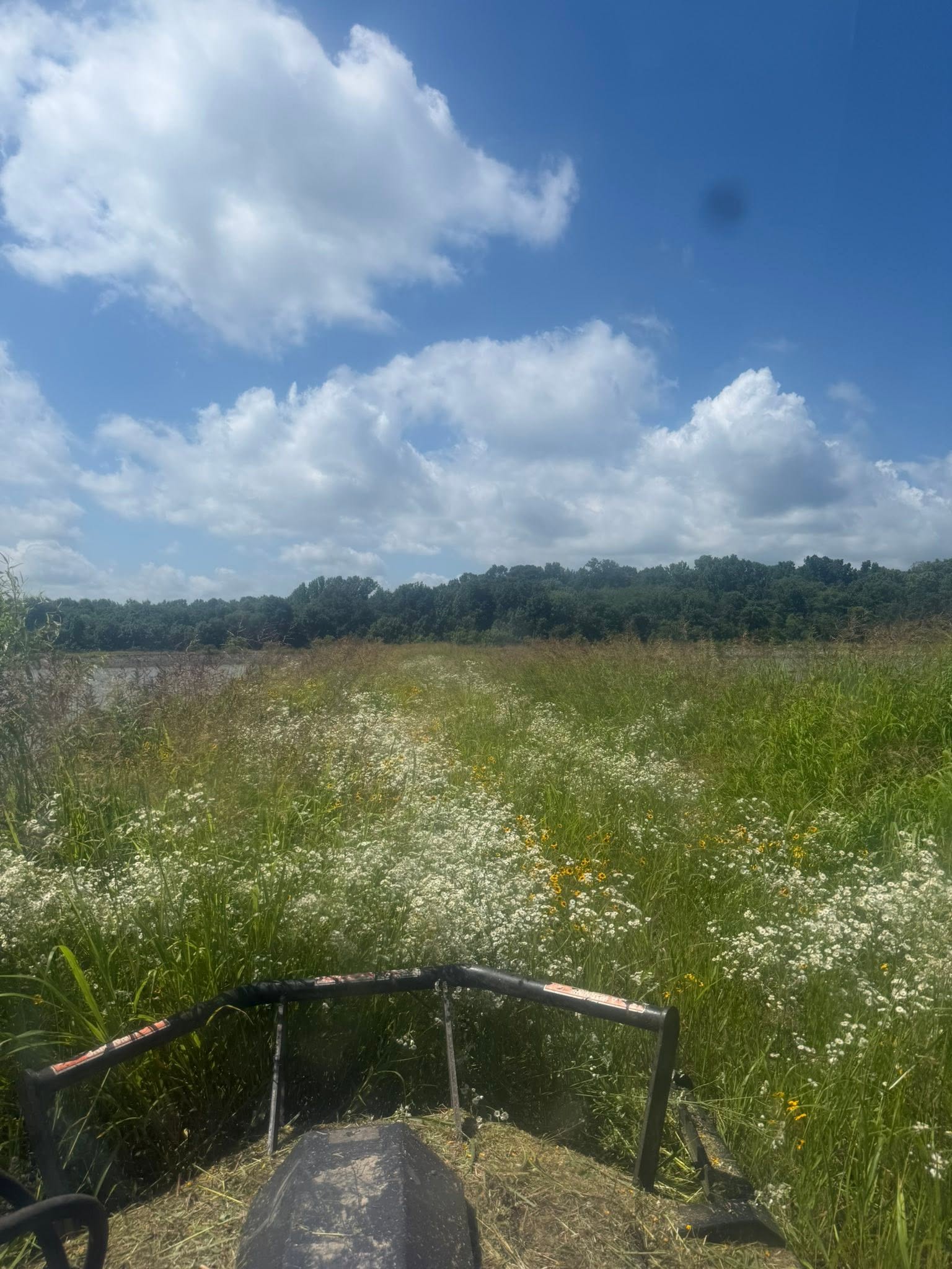 Tall overgrown pasture before bush hogging