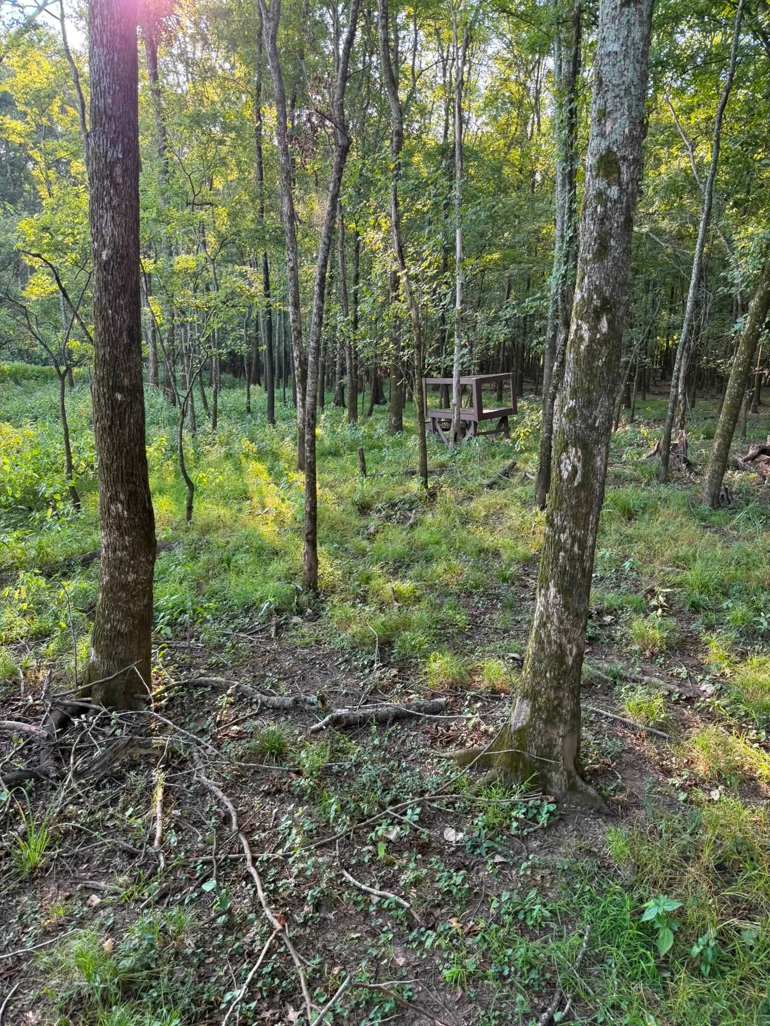 Wooded duck hunting hole before clearing
