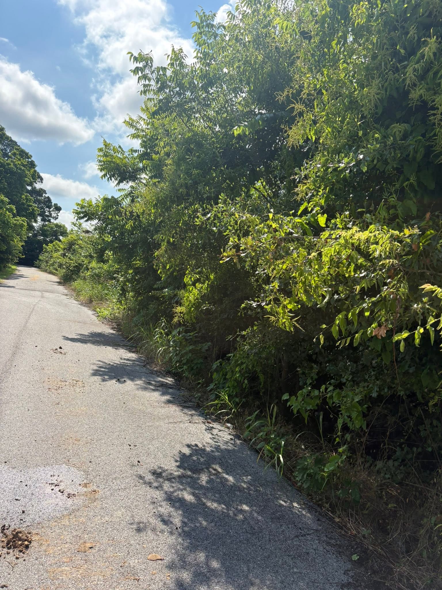 Overgrown roadside ditch before excavation