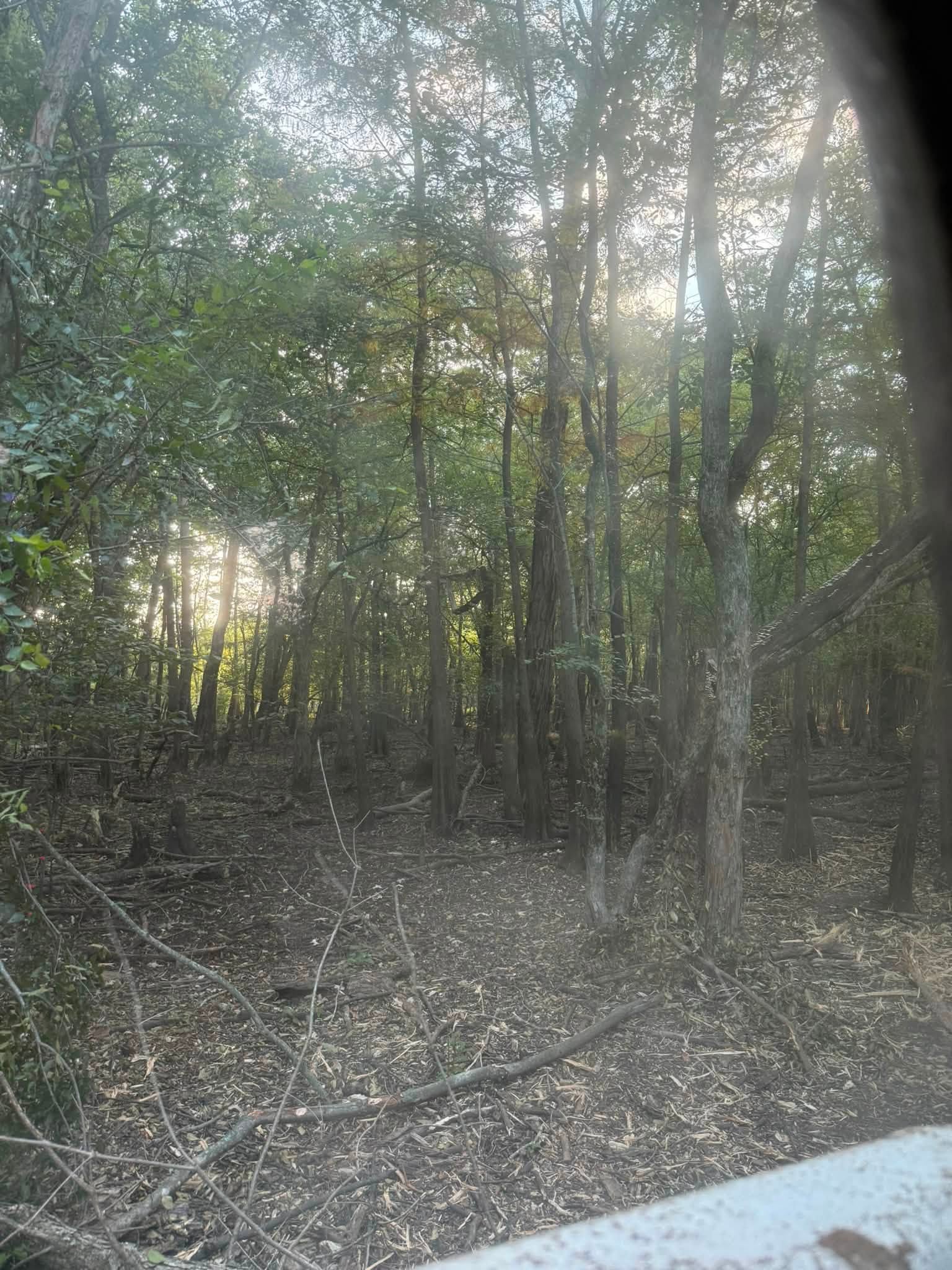 Wooded lot before forestry mulching