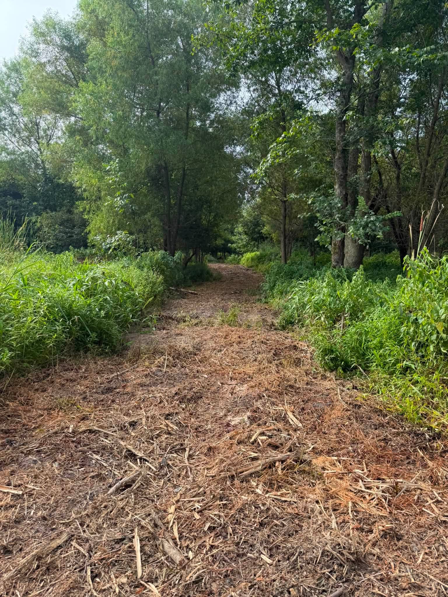 Land clearing job — new trail mulched open through the woods